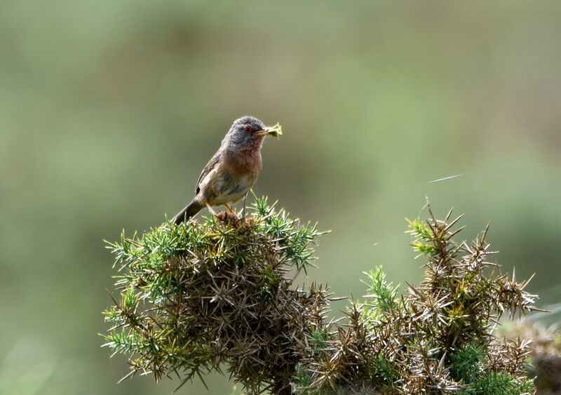 Fauvette pitchou femelle adulte nuptial, identification, pêche/chasse, Nidification