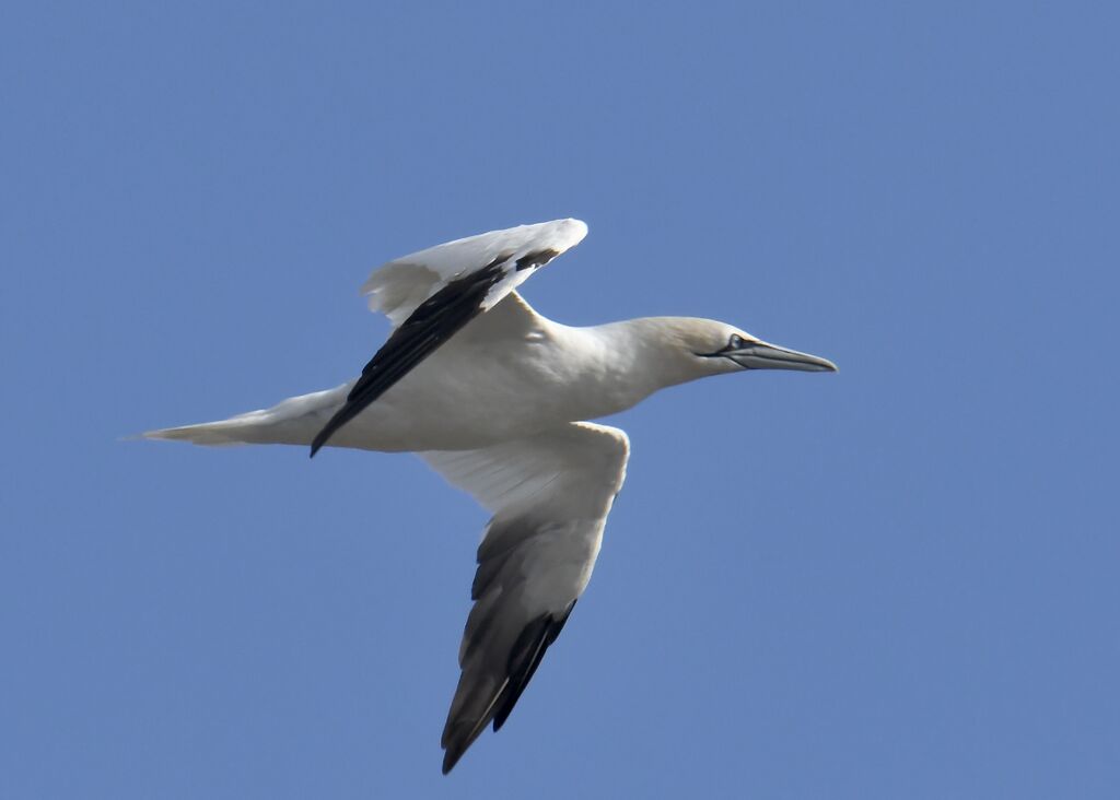 Fou de Bassanadulte internuptial, Vol