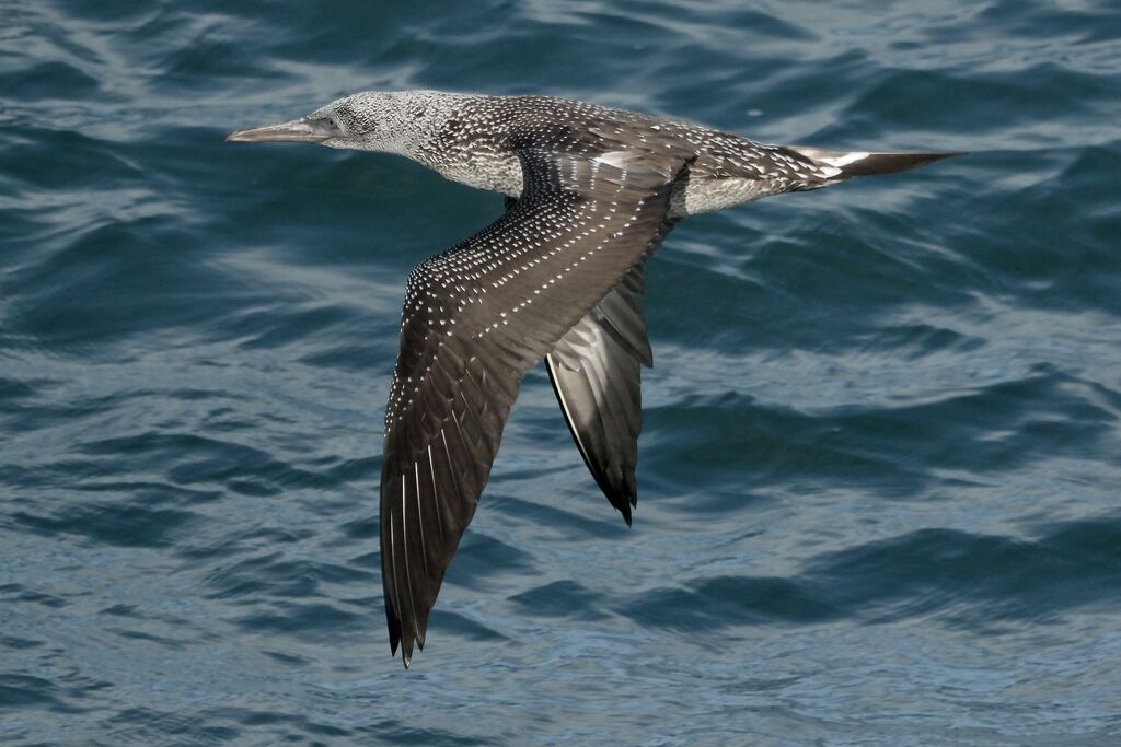 Fou de Bassan1ère année, Vol