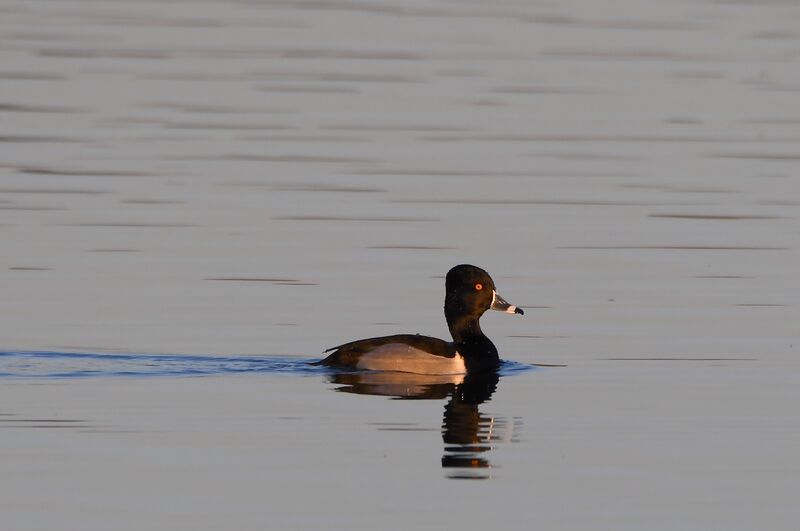 Ring-necked Duck male subadult breeding, identification