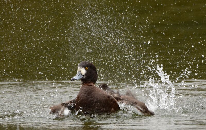 Greater Scaup female adult breeding, identification, swimming, courting display