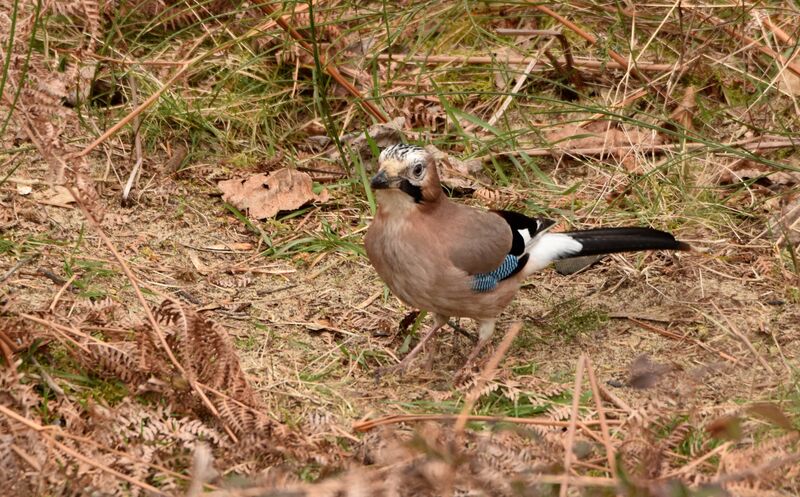 Geai des chênesadulte, identification