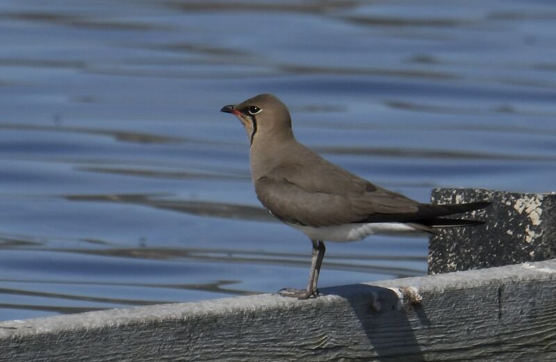 Collared Pratincole