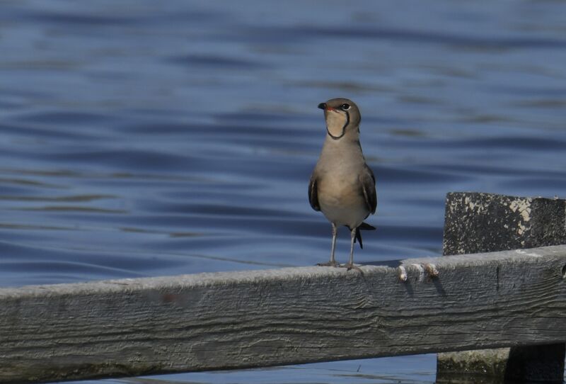 Collared Pratincole, identification