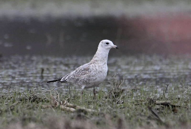 Ring-billed GullFirst year, identification, walking