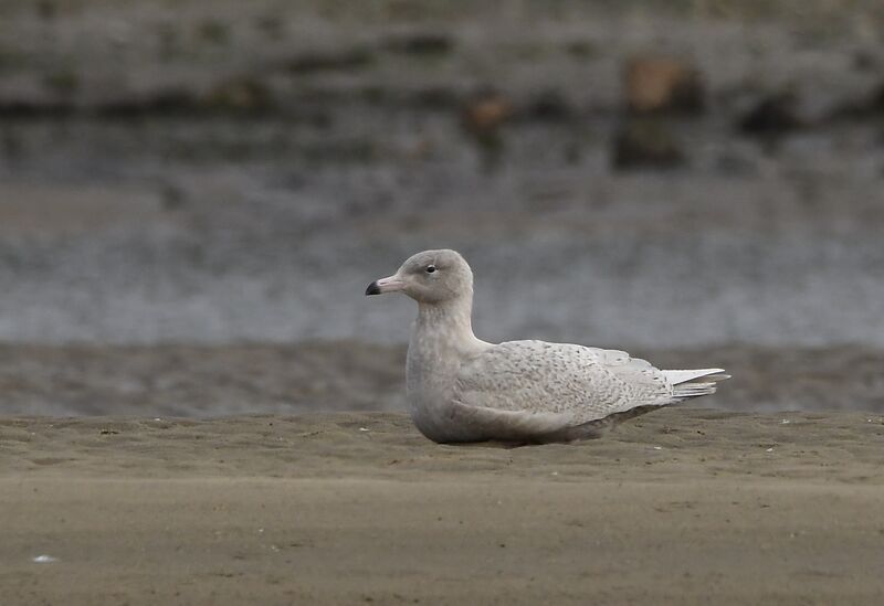 Glaucous GullSecond year, identification, pigmentation