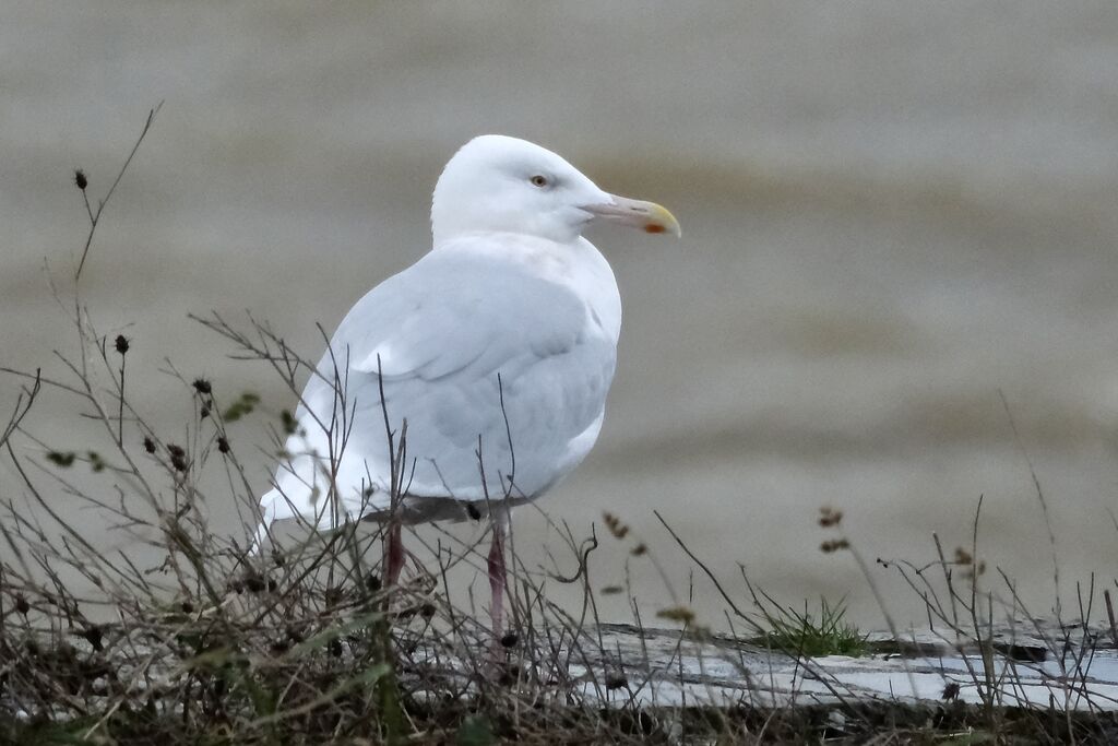 Goéland bourgmestreadulte nuptial, identification