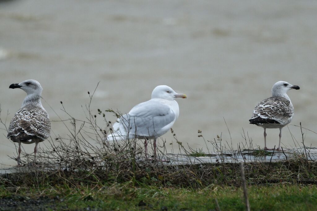 Goéland bourgmestreadulte nuptial, identification