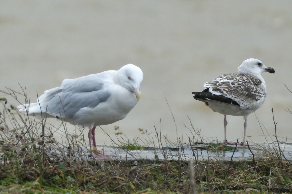 Goéland bourgmestre