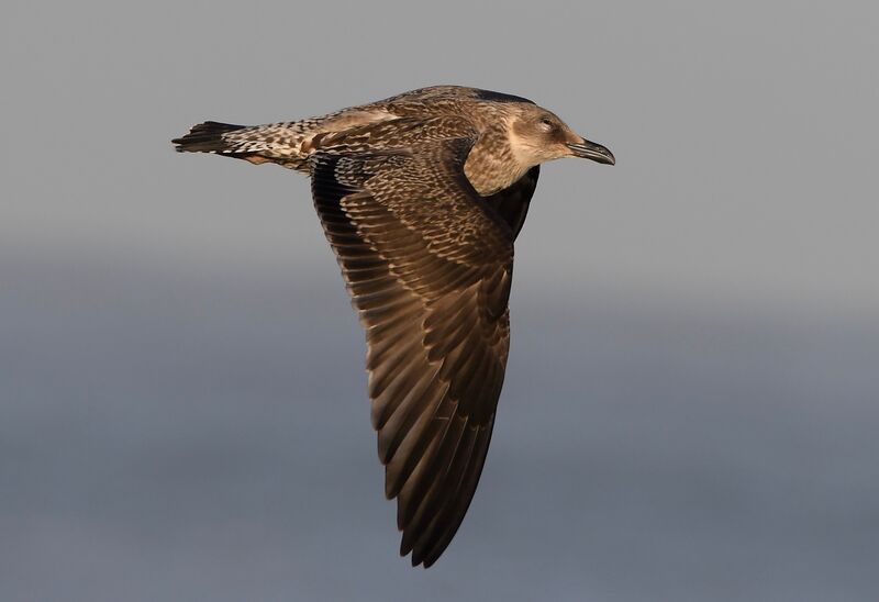 Lesser Black-backed GullFirst year, pigmentation, Flight