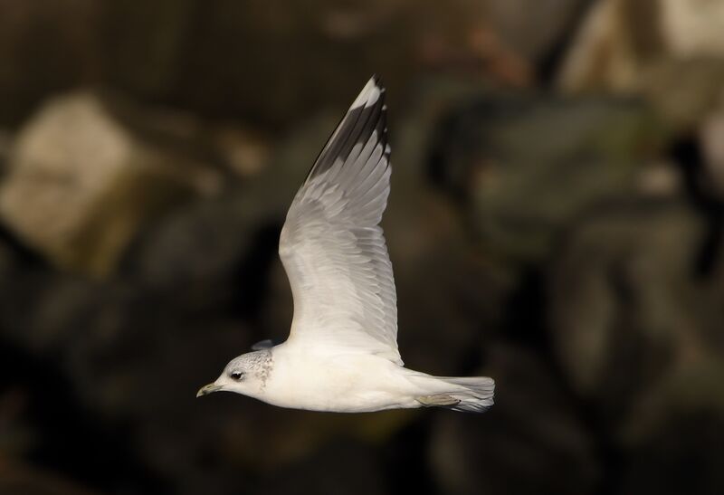 Common Gulladult post breeding, Flight