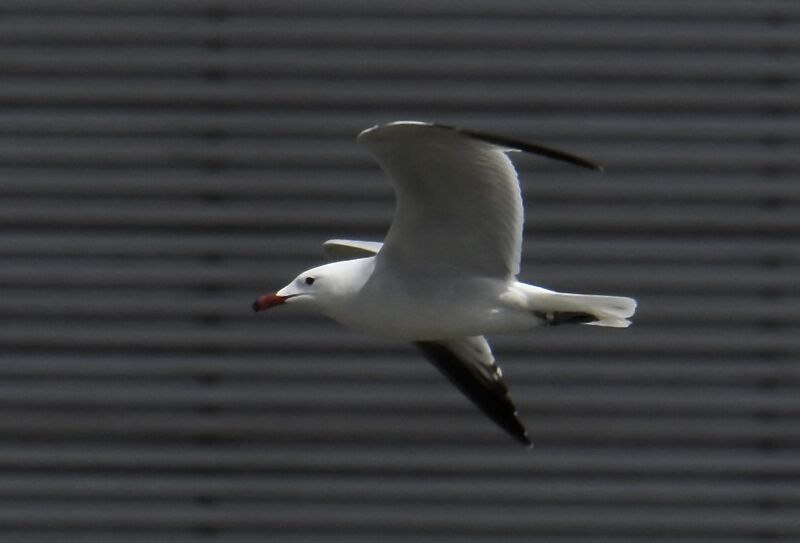 Audouin's GullFourth year, Flight