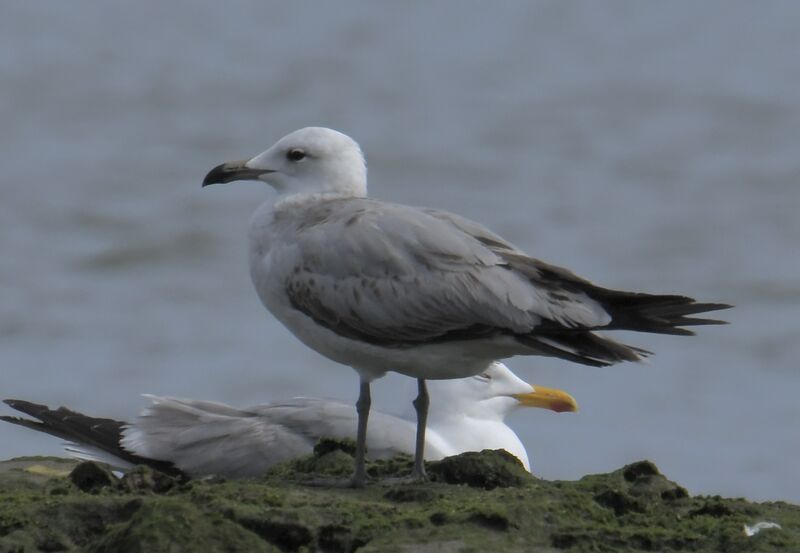 Audouin's GullSecond year, identification, moulting, walking