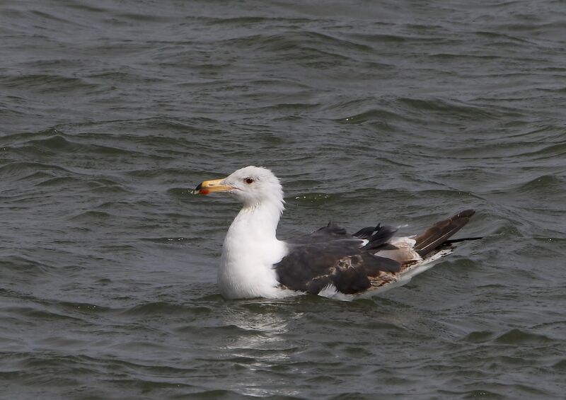 Great Black-backed GullThird  year, identification, moulting, swimming