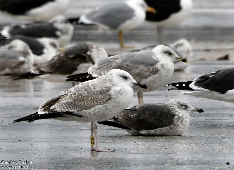 Caspian GullFirst year, identification, pigmentation, Behaviour