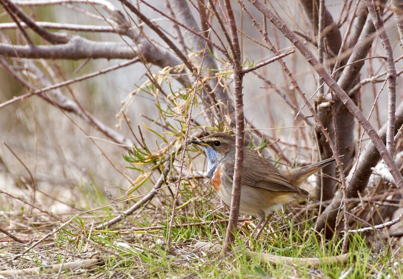 Gorgebleue à miroiradulte, identification