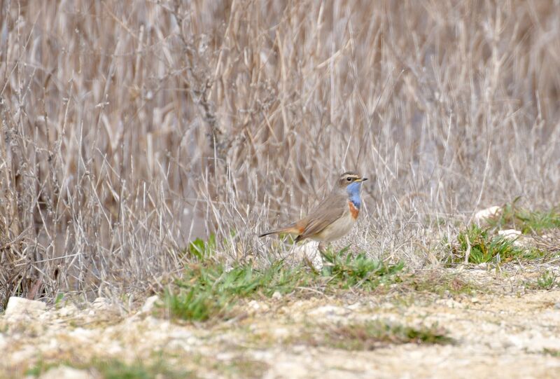 Bluethroat