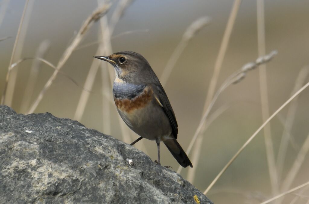 Gorgebleue à miroir mâle adulte internuptial