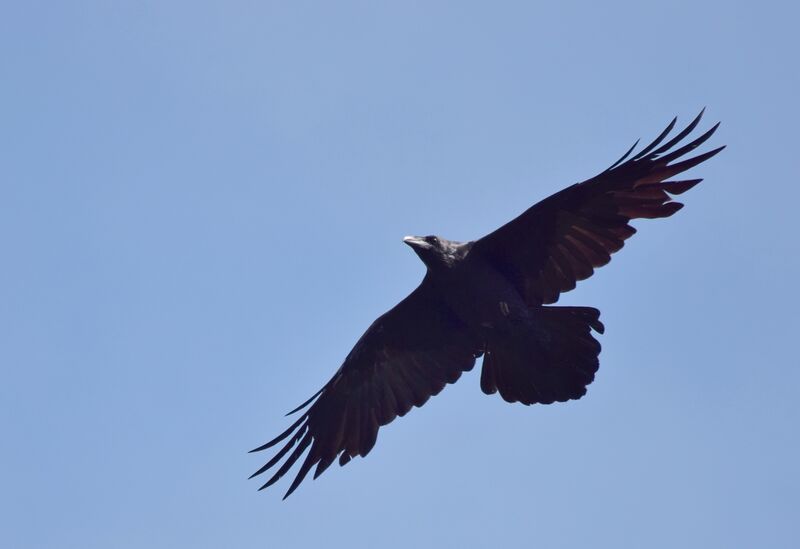 Northern Raven