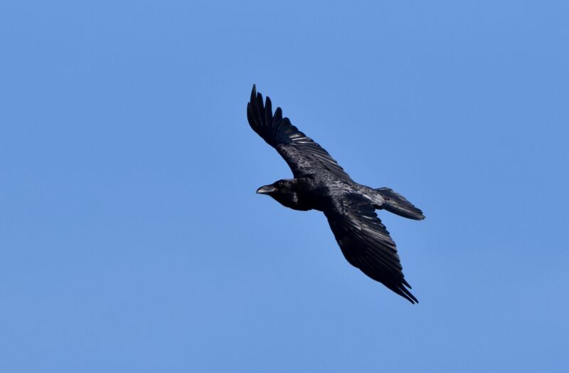 Northern Ravenadult transition, Flight