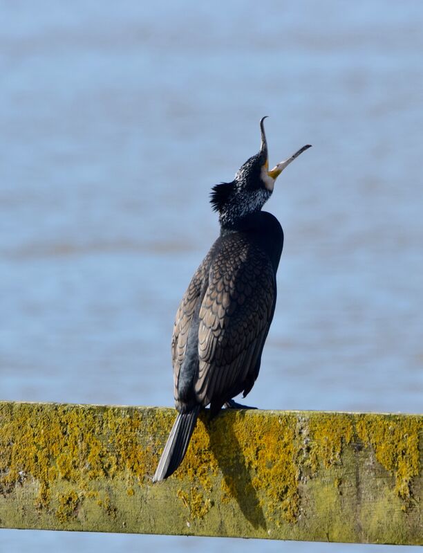 Grand Cormoranadulte nuptial, identification