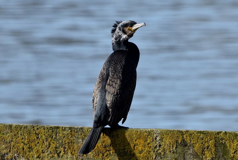 Great Cormorantadult breeding, identification