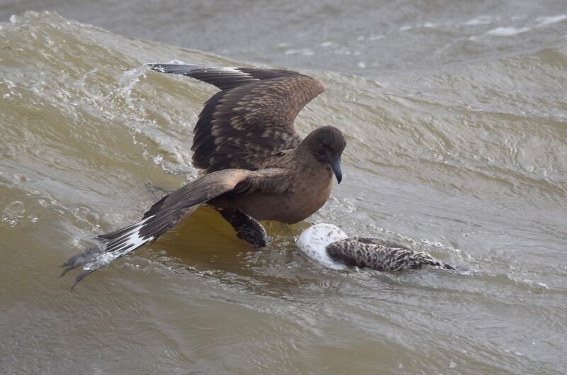 Great Skuaimmature, identification, swimming, eats