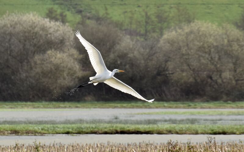 Great Egretadult post breeding, Flight