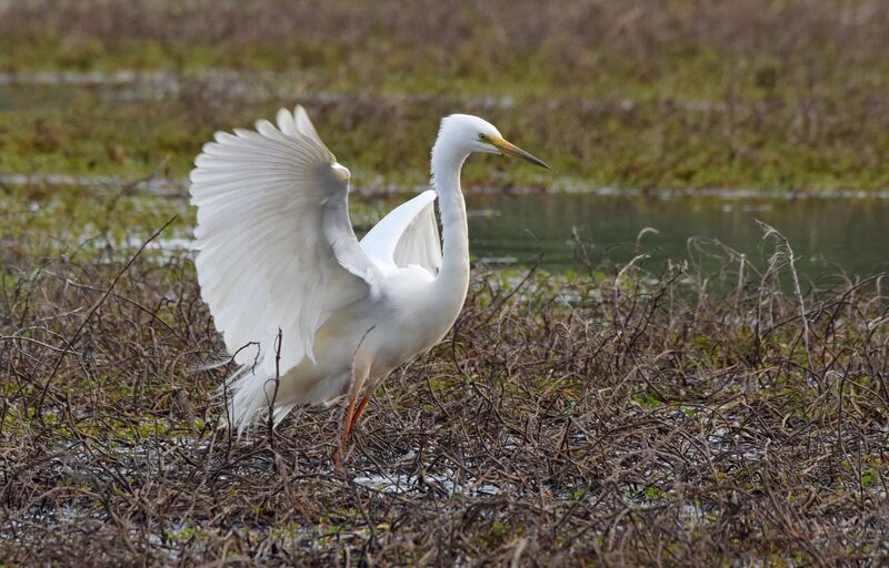 Great Egretadult post breeding, identification