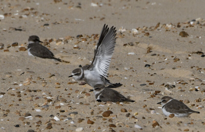 Kentish Plover