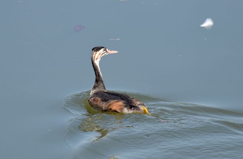 Grèbe huppéjuvénile, identification, nage