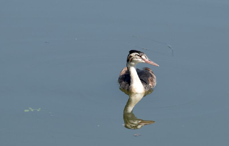 Great Crested Grebejuvenile, identification, swimming