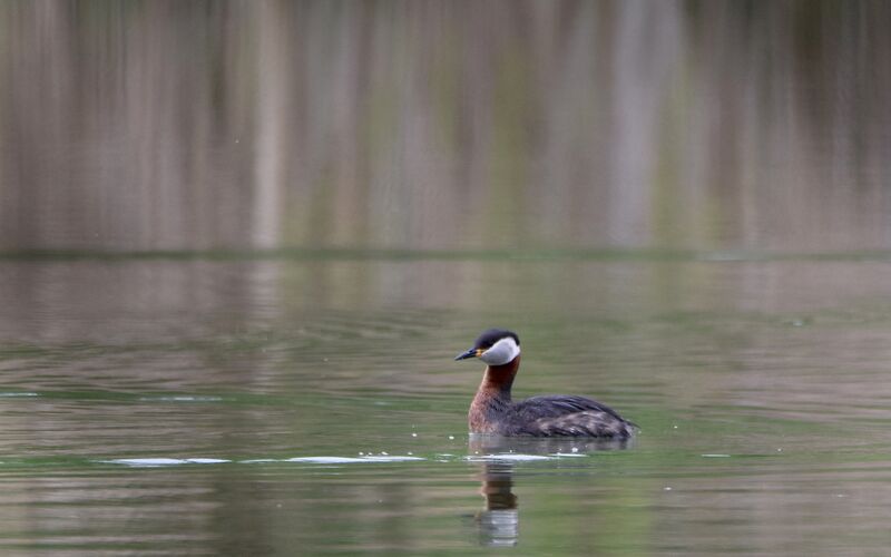 Red-necked Grebeadult breeding, identification, swimming, song