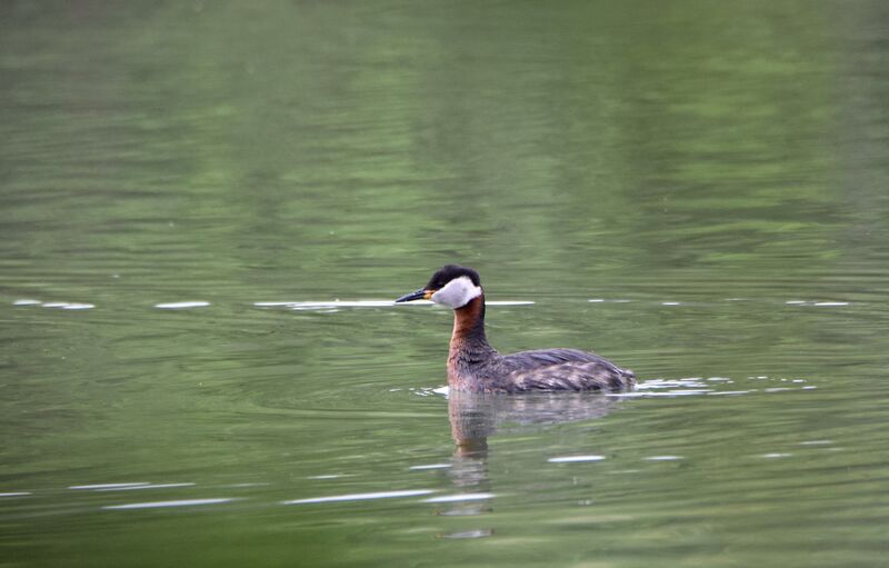 Red-necked Grebeadult breeding, identification, swimming