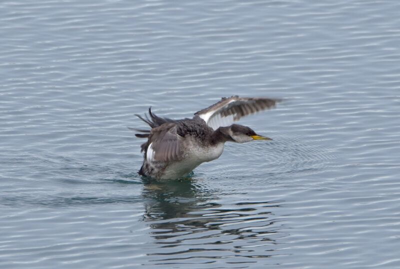 Red-necked Grebe, identification, fishing/hunting