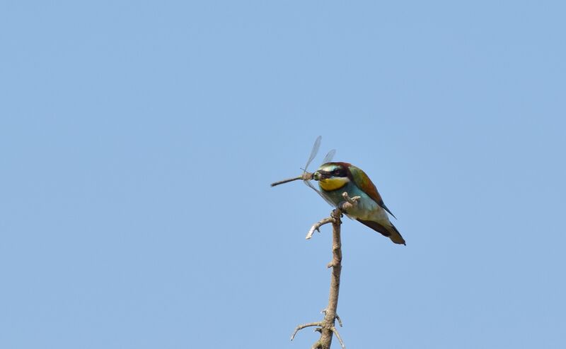 Guêpier d'Europeadulte, identification, mange