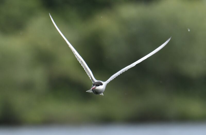 Whiskered Ternadult breeding, Flight