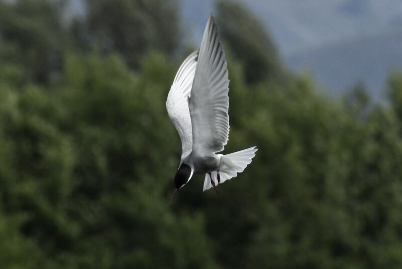 Whiskered Ternadult breeding, Flight