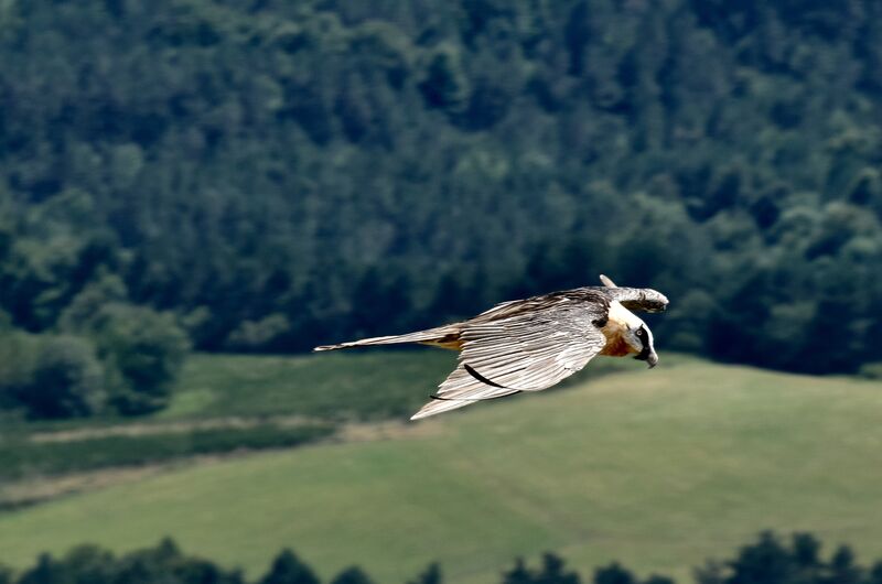 Bearded Vultureadult post breeding, Flight