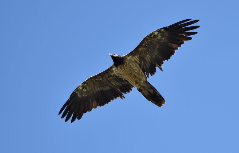 Bearded Vultureimmature, Flight