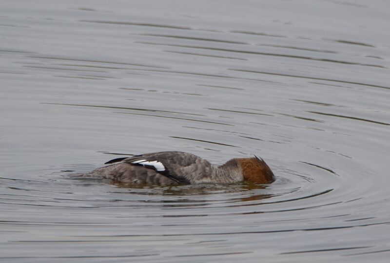 Red-breasted Merganser female adult post breeding, identification, swimming, fishing/hunting