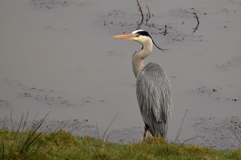 Grey Heronadult breeding, identification