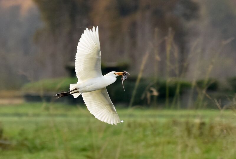 Héron garde-boeufsadulte internuptial, identification, Vol, pêche/chasse