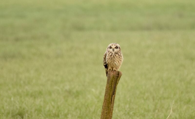 Short-eared Owladult, identification