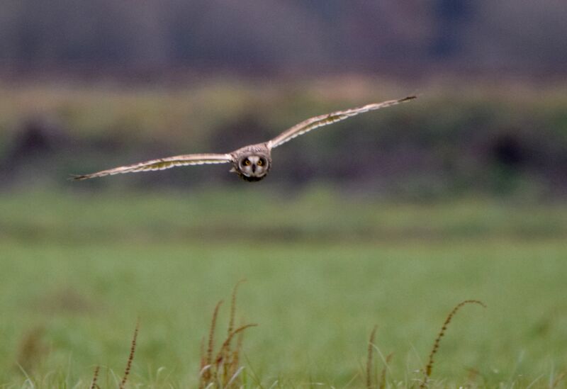 Short-eared Owladult post breeding, Flight, fishing/hunting