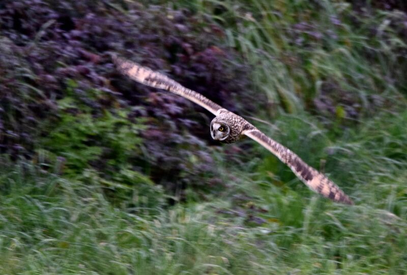 Hibou des maraisadulte internuptial, Vol, pêche/chasse