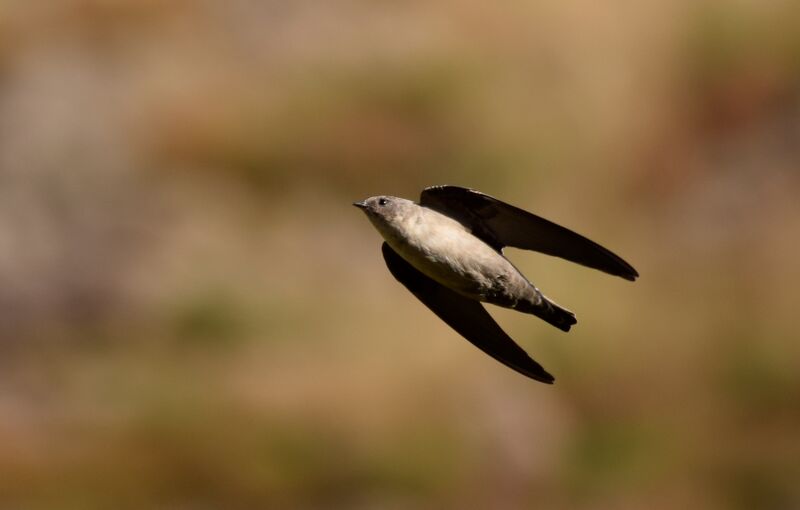 Hirondelle de rochers, identification, Vol, pêche/chasse