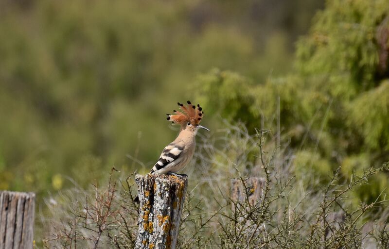 Huppe fasciéeadulte nuptial, identification