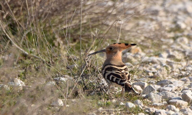 Eurasian Hoopoeadult breeding