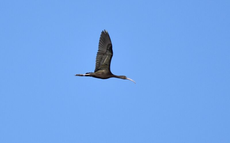 Glossy Ibisadult post breeding, Flight